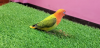 Love Bird, Green Opaline Baby, Hand Tem. লাভ বার্ড পাখি